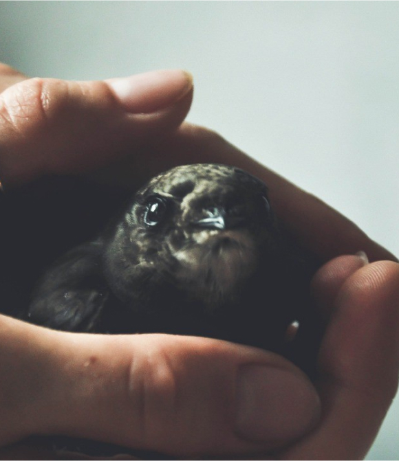 Chick in hands