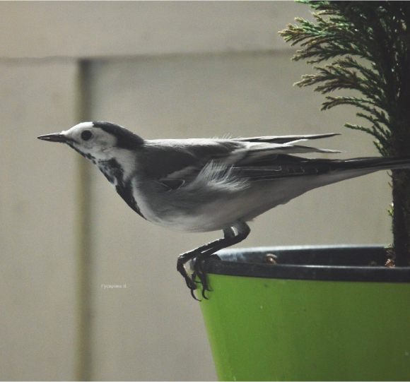 Bird