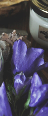 Lavender flower
